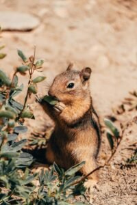A curious squirrel enjoys a leaf in its natural habitat, captured in a close-up shot.